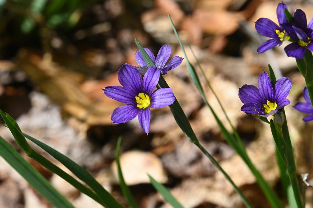 3035-05268660 Tower Hill Botanic Garden, MA.JPG - Blue-eyed Grass (Sisyrinchium angustifolium). New England Botanic Garden at Tower Hill, MA, 5-26-2025